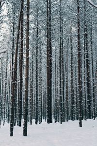 Pine trees in forest during winter