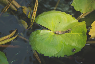 High angle view of leaves floating on water