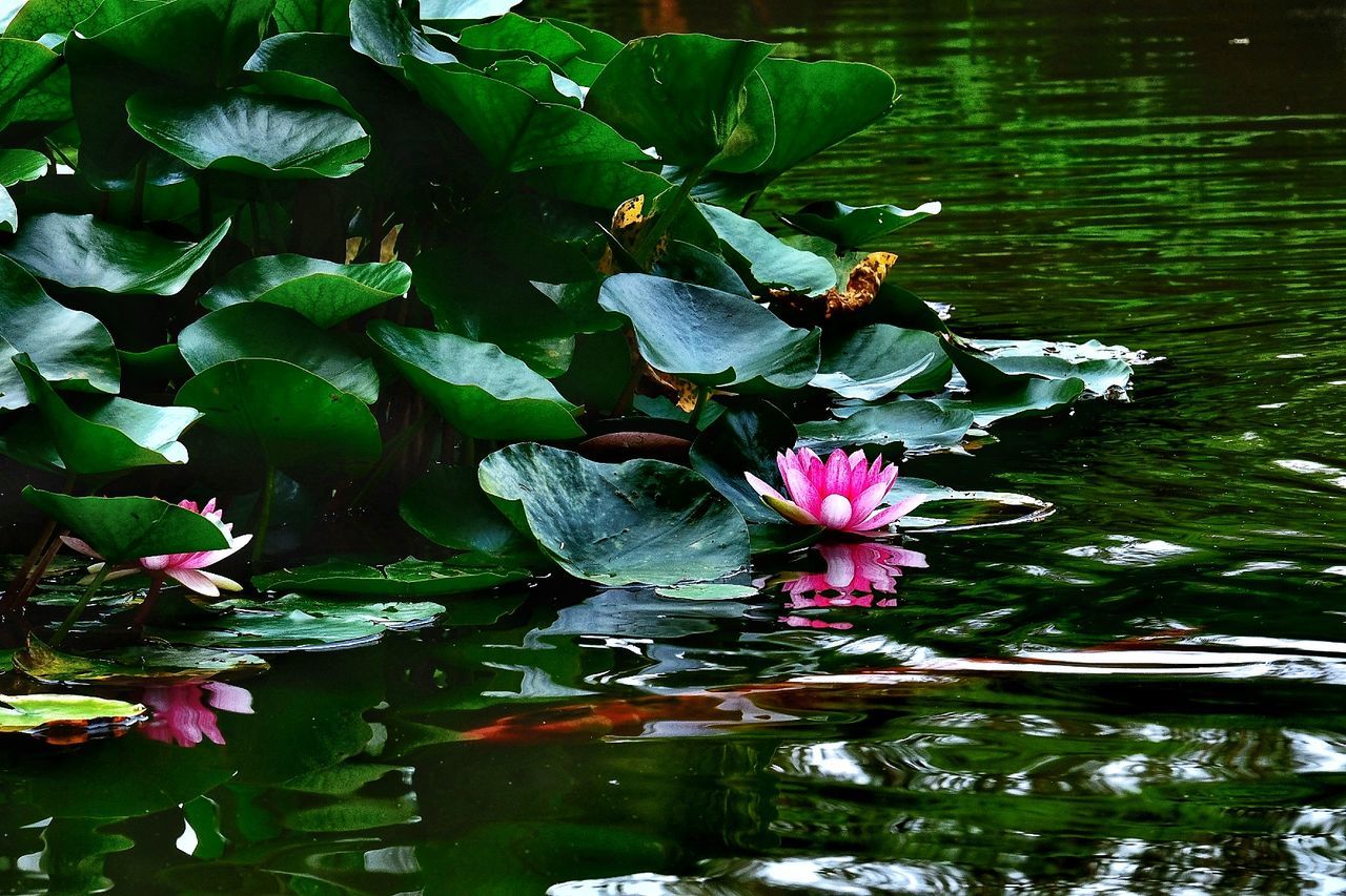 flower, flowering plant, water, plant, lake, nature, beauty in nature, water lily, freshness, leaf, plant part, green, floating, aquatic plant, floating on water, growth, petal, lily, garden, fragility, no people, pink, lotus water lily, flower head, inflorescence, reflection, day, outdoors, close-up, tranquility, blossom
