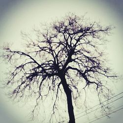 Low angle view of bare tree against clear sky