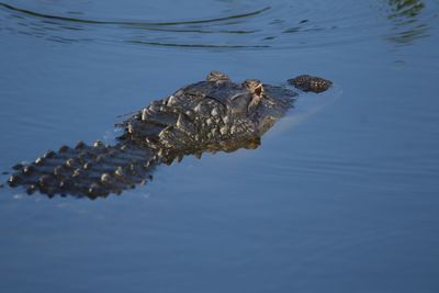 Reflection of turtle swimming in water