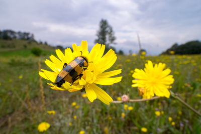 Close-up of bee pollinating on yellow flower