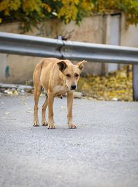 Pregnant dog standing asking for a pregnancy photo