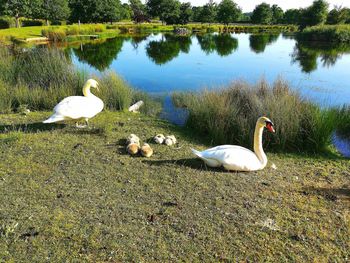 Swan in a lake