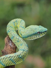 Green Pit Viper