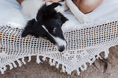 High angle view of dog lying down