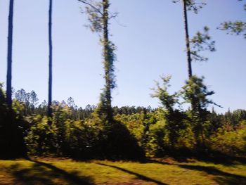 Pine trees in forest against sky