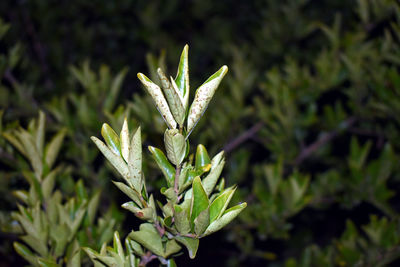 Close-up of plant growing on field