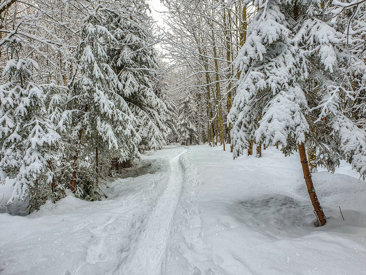 SNOW COVERED ROAD BY TREES