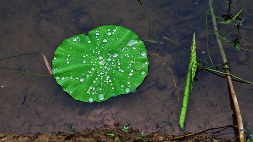 High angle view of wet plant leaves on field