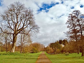 Bare trees on field against sky