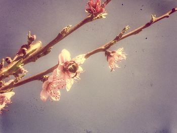 Close-up of pink flowers
