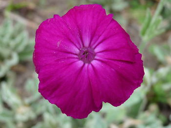 Close-up of pink flower