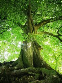 Low angle view of tree trunk in forest