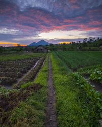 Scenic view of agricultural field against sky during sunset