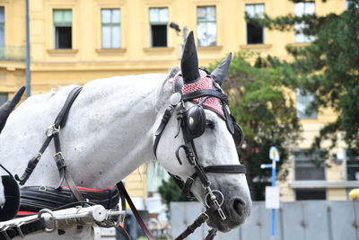 Horse cart in city