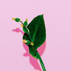 Close-up of pink flower plant against white background