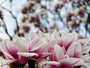 Close-up of pink flowering plants