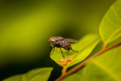 Close-up of fly on leaf