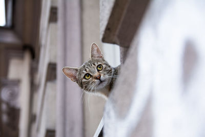 Close-up portrait of a cat