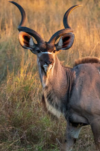 Portrait of à kudu close t sunset