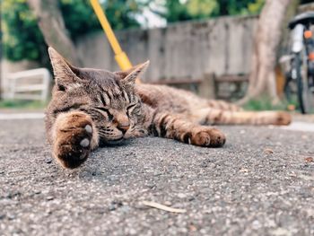 Cat resting on street