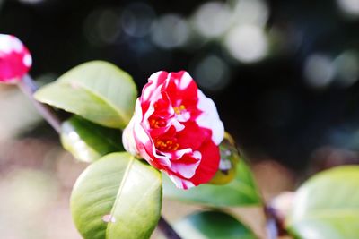 Close-up of pink rose blooming outdoors