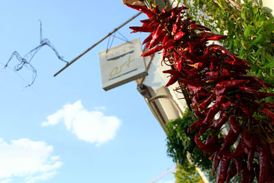 Low angle view of red berries hanging on tree against sky