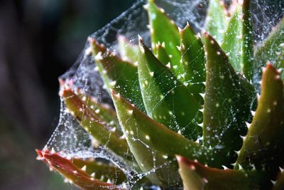 Close-up of aloe vera plants covered with wet spider web