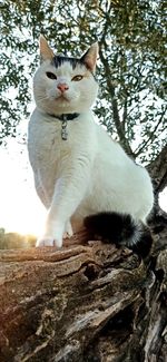 Low angle view of cat sitting on tree