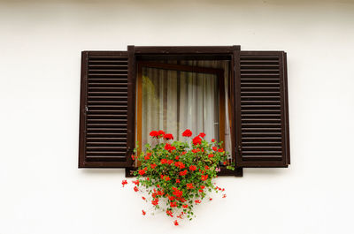 Red flowers on window of building