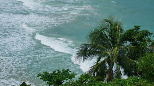 High angle view of palm tree by sea