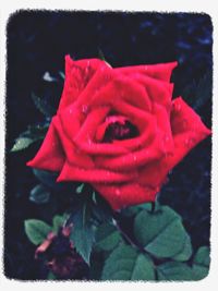 Close-up of red rose