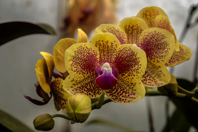 Close-up of yellow orchid