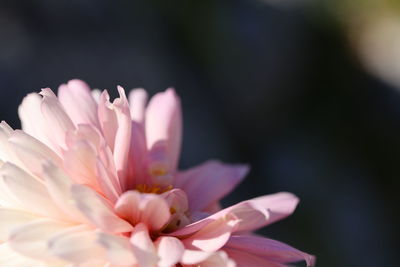 Close-up of pink flower