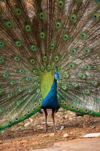 View of peacock on field