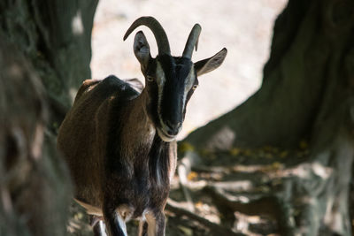 Goat standing in a field