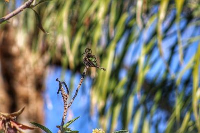 Close-up of bee pollinating flower