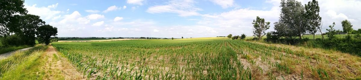 Scenic view of field against sky