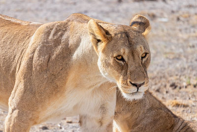 Lioness in etosha national park namibia