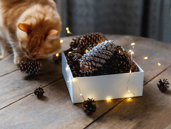 Cute ginger cat on wooden table near box with pine cones and light bulbs. christmas and new year.