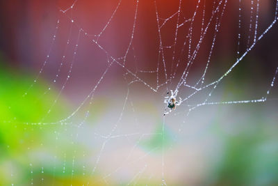 Close-up of spider on web