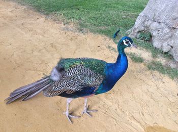 High angle view of peacock on field