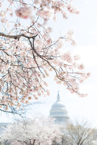 Low angle view of cherry blossoms against sky