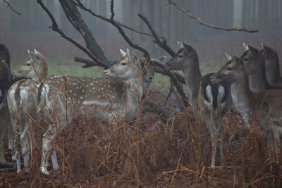 Deer in field