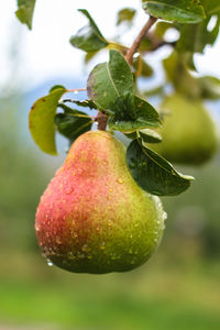 Close-up of water drops on pear hanging from tree