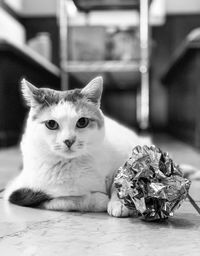 Portrait of cat sitting on floor