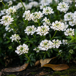 Close-up of white flowering plants