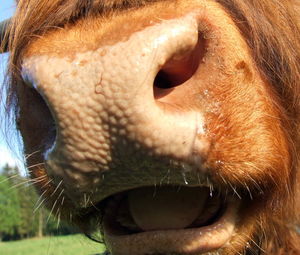 Close-up of cow