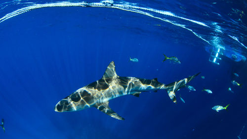 Shark swimming in sea